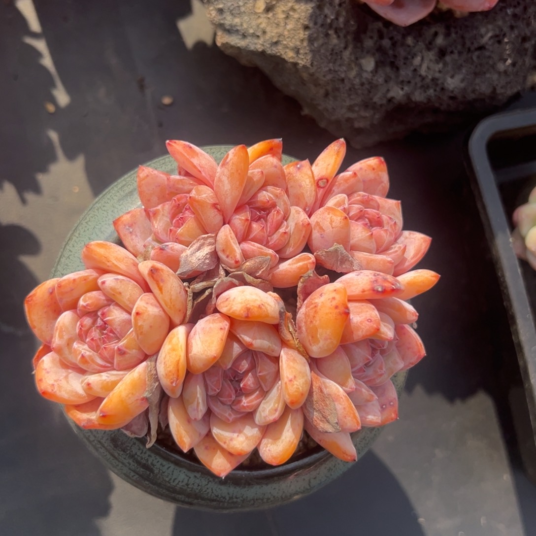 六头星影老庄000000000