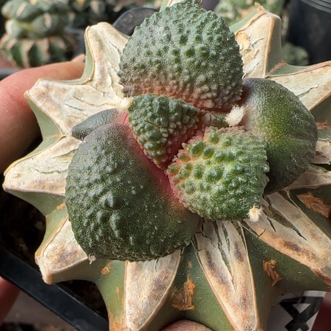 【闪购商品】潜力哥怒409植物