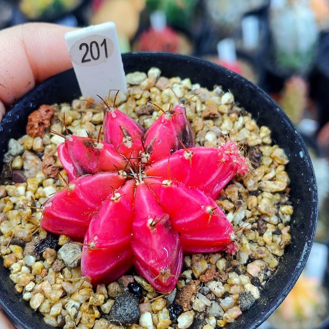 非偏远地区满25包邮仙人球