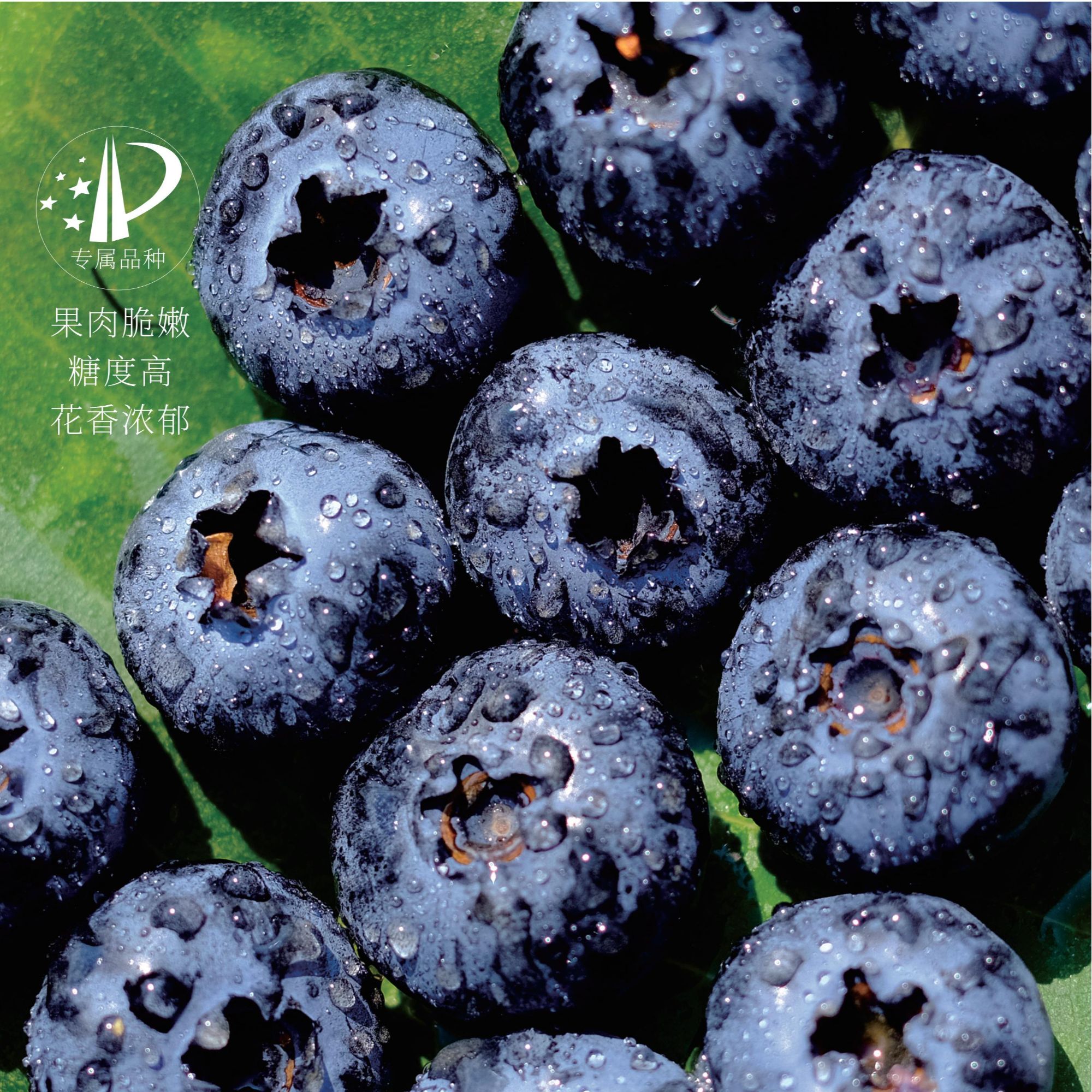 大果红河花香蓝莓L25专利品种6盒装带箱1.5斤定制采摘微酸硬脆