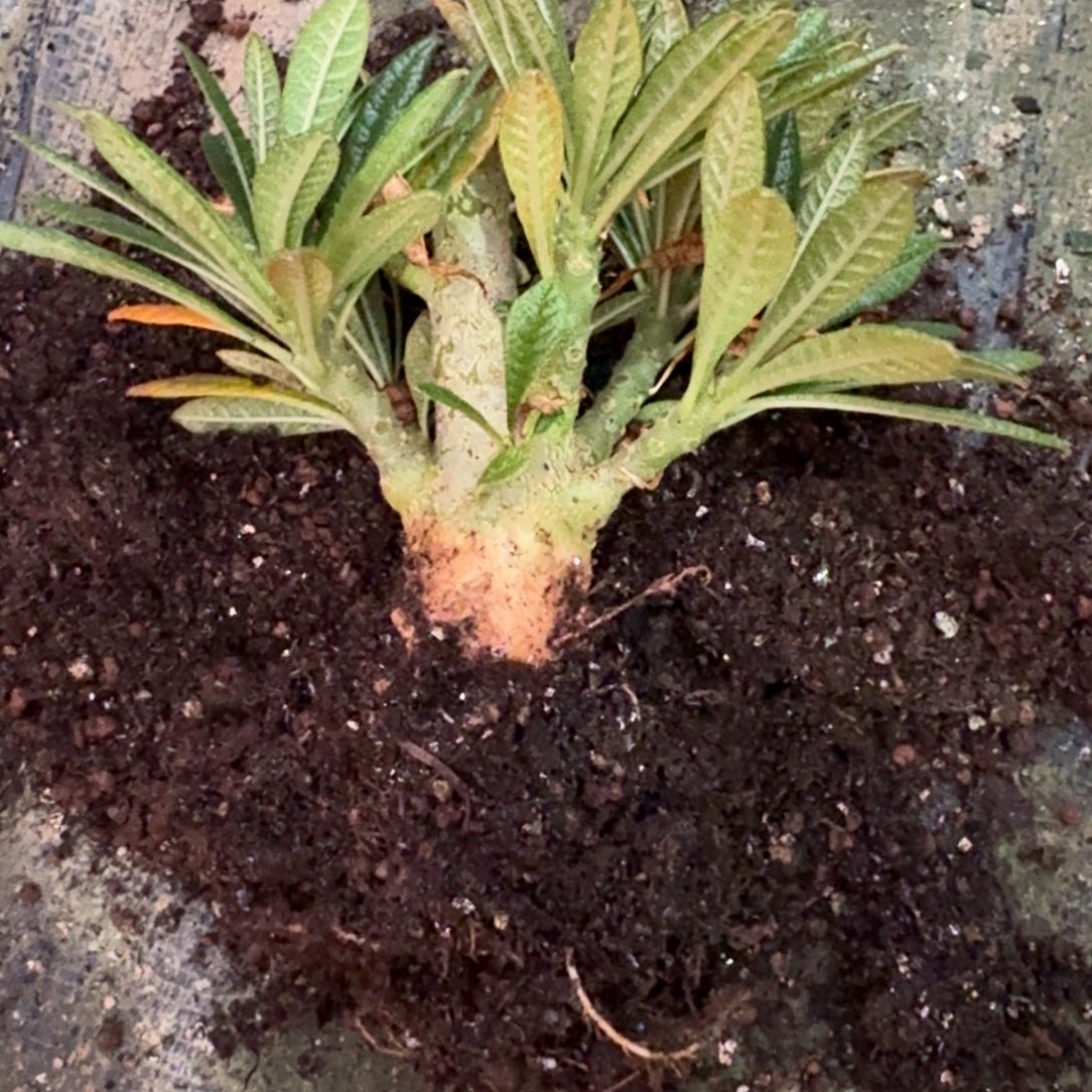 巨硫桑一物一拍多肉