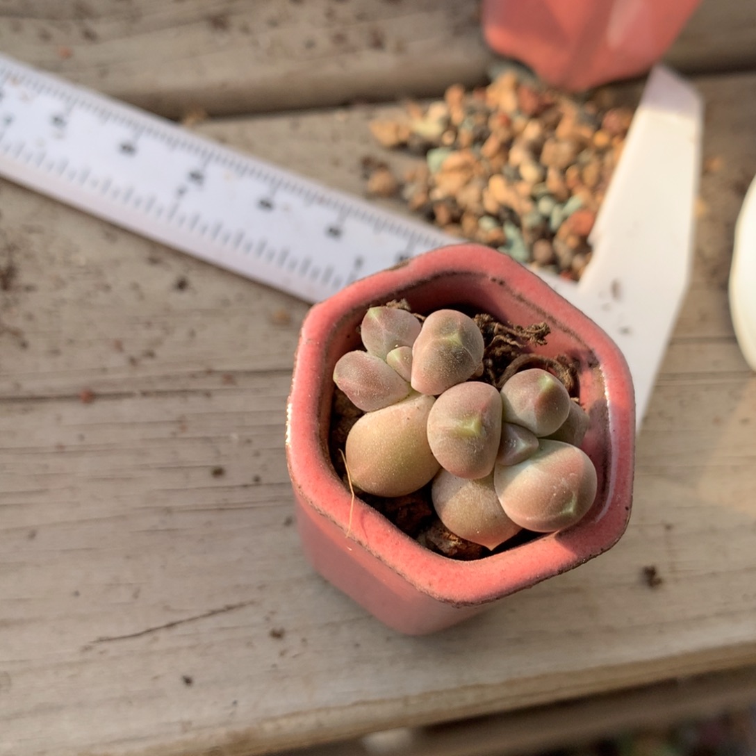 天空美人奶酪多肉。