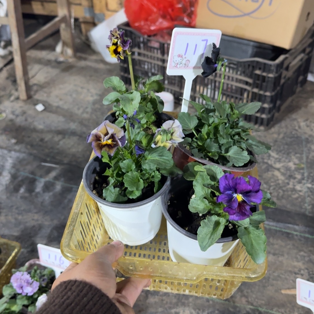 无花朵组合117号4棵角堇