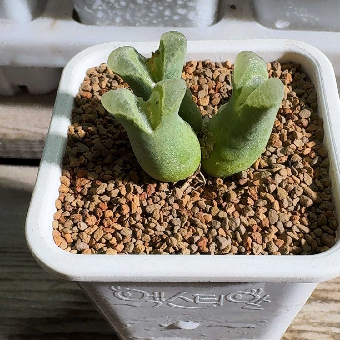 啥***啊多肉植物福利肉锥1057