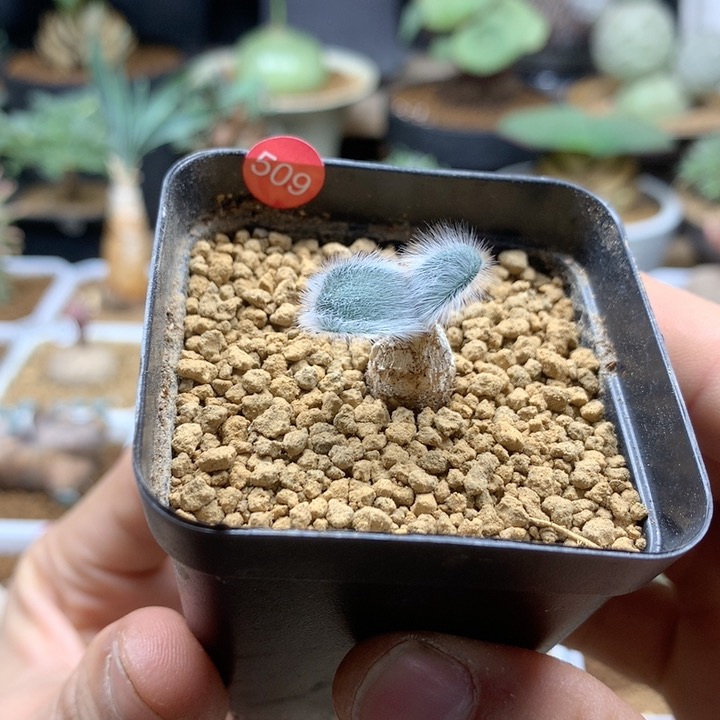 毛叶石蒜带盆509