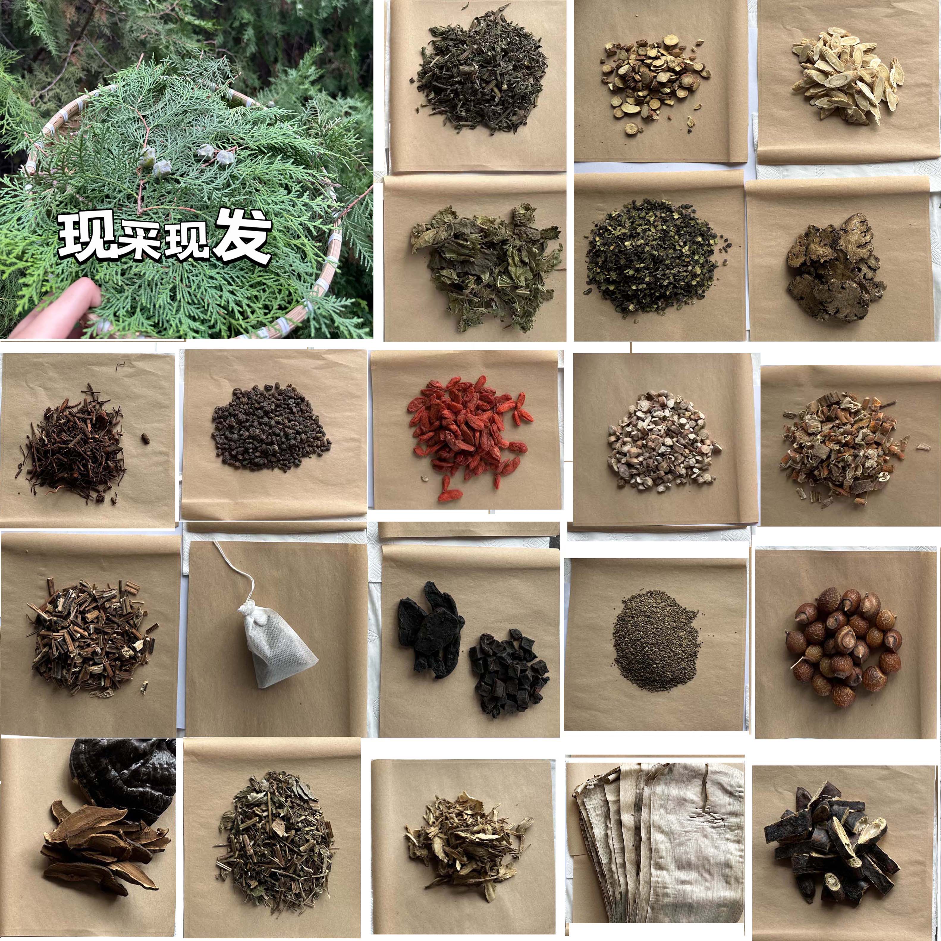 新鲜侧柏叶植物泡头材料自制洗发水原料包养发护发