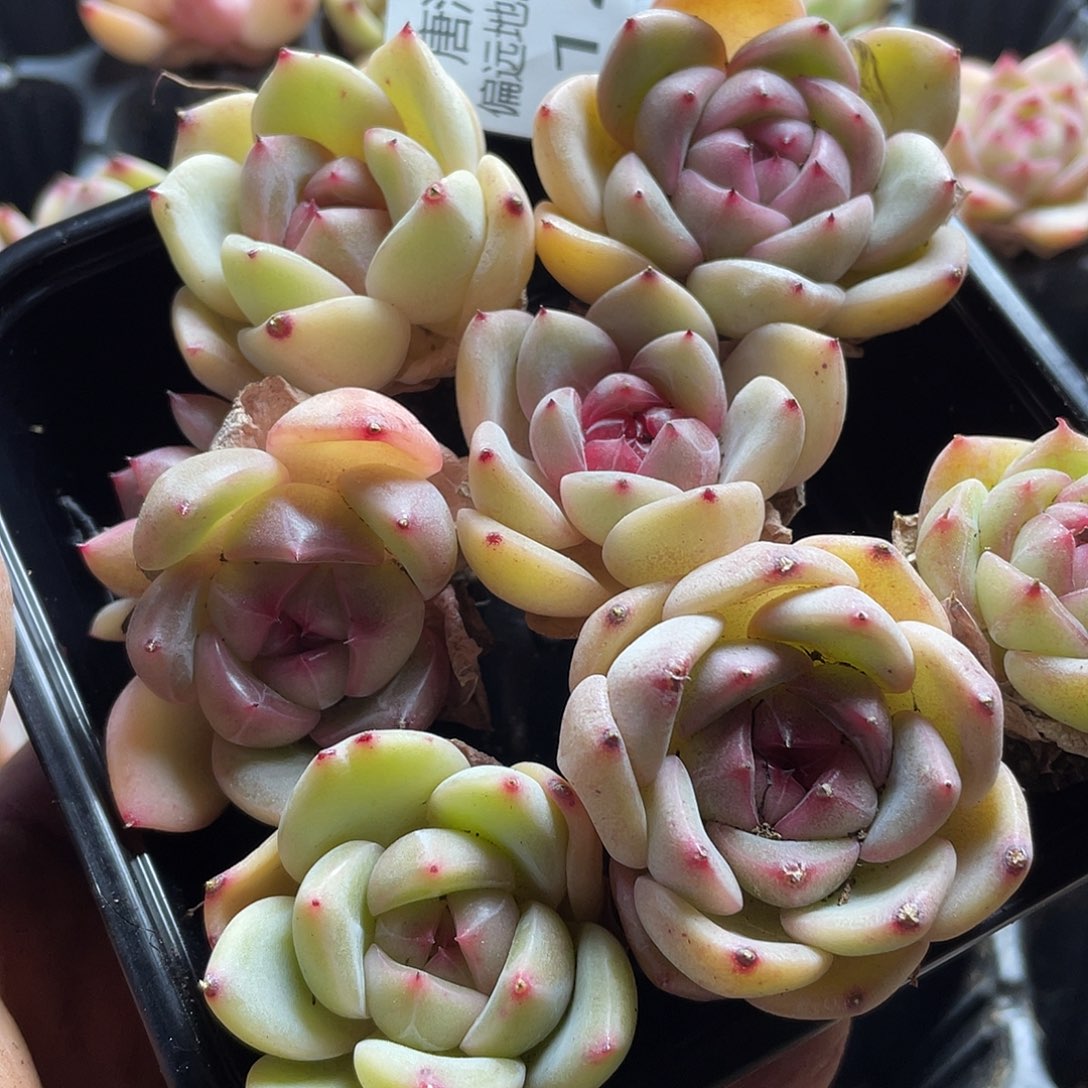 珍妮混一物一拍124