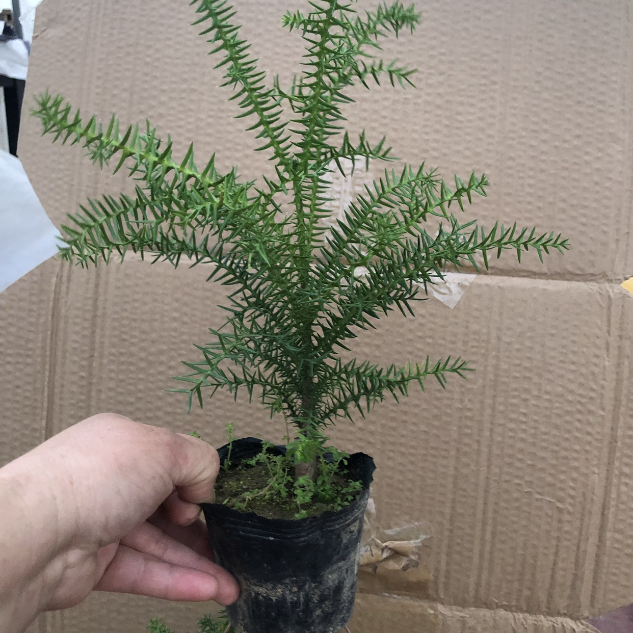 办公桌面植物澳洲杉盆栽高档景美观耐冻绿植不老松