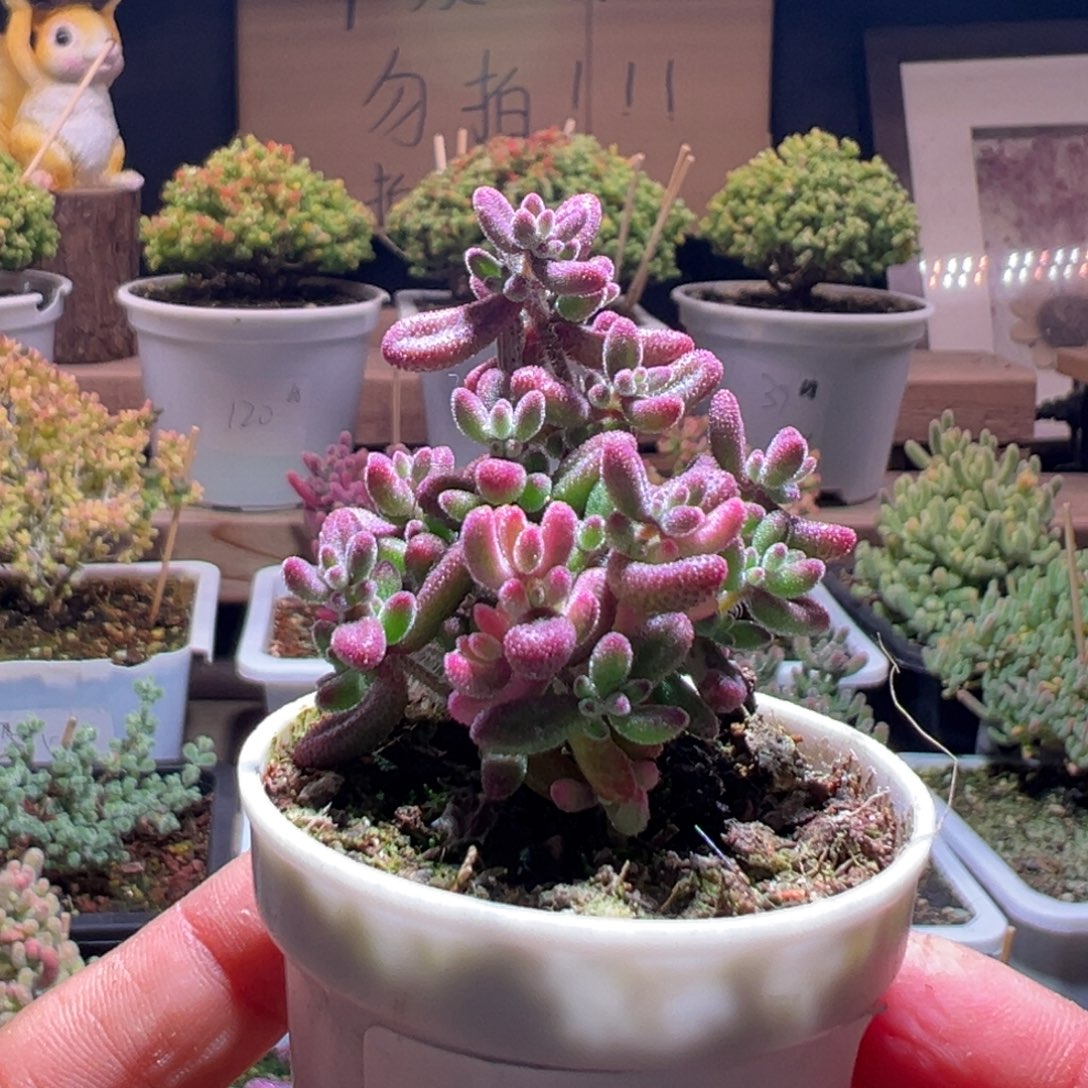 ****大853红宝石锦一物一拍包开箱