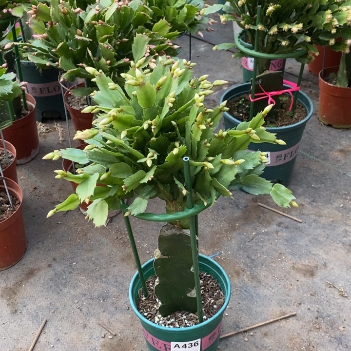 当前无花栽培后可以开花@****@436嫁接2228