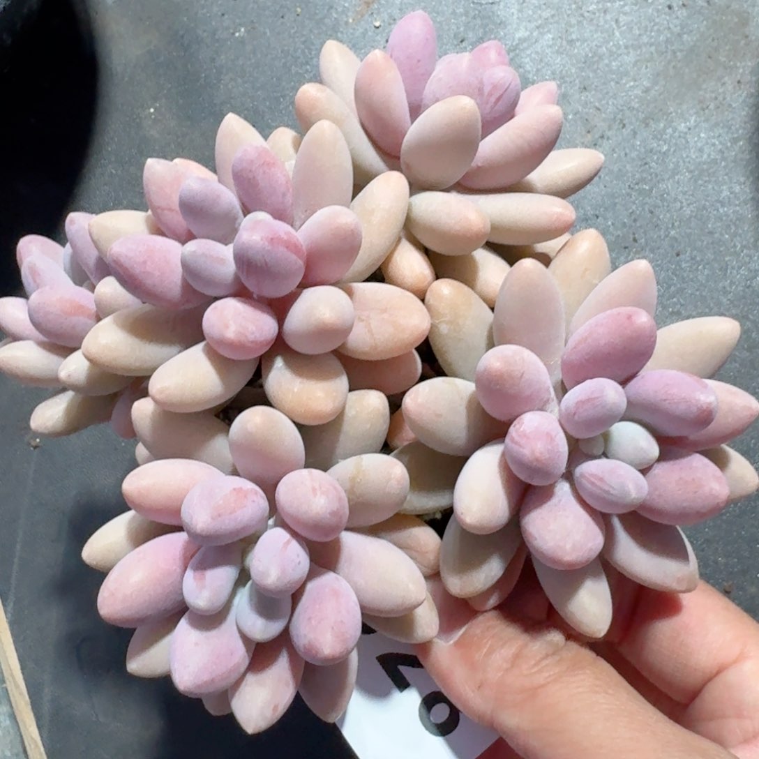 粉色恋人群生         多肉植物