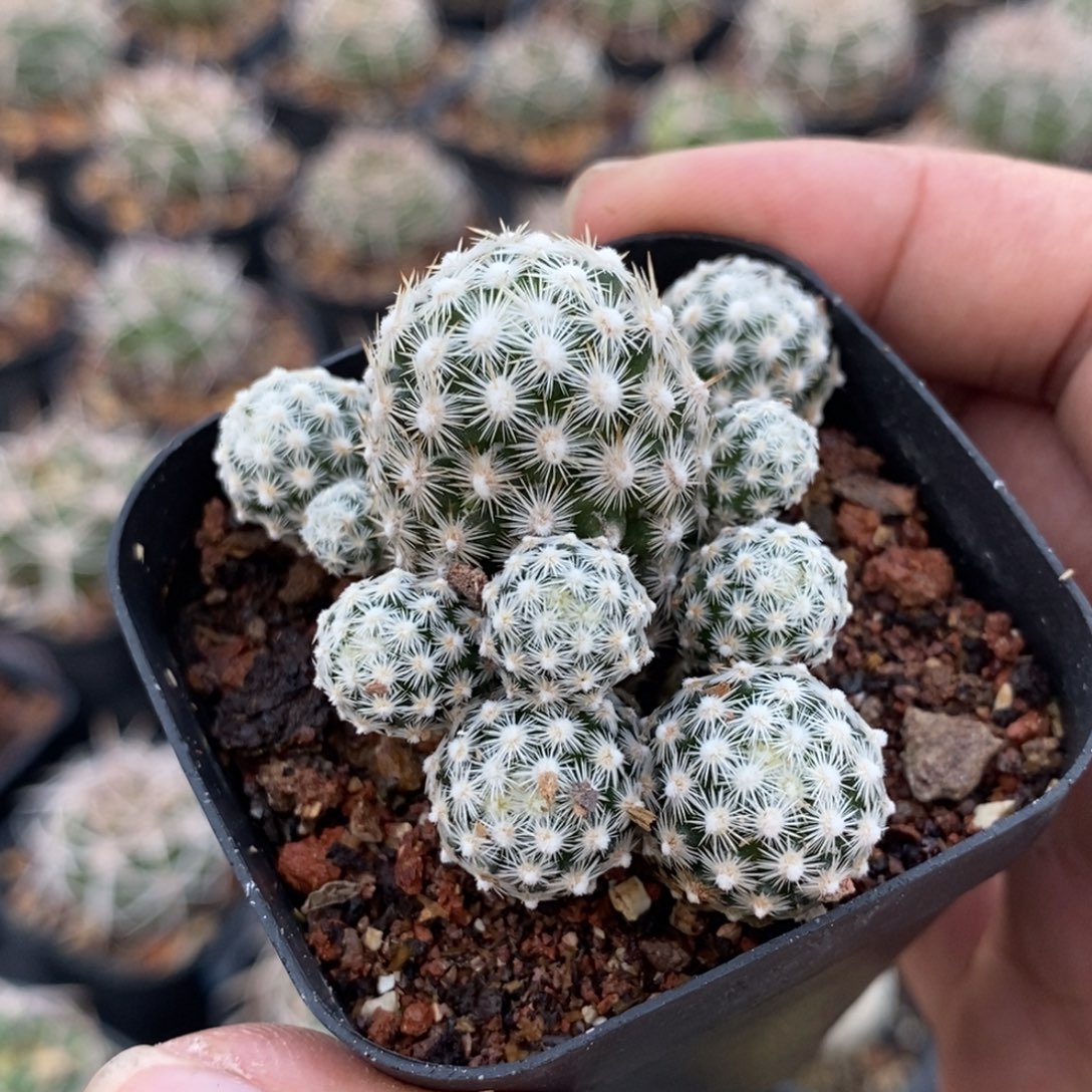 植播园艺优选孤雁丸