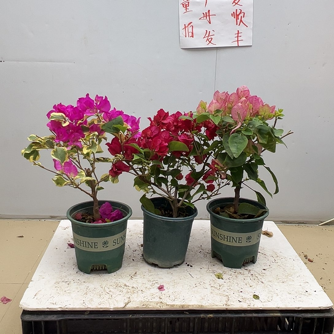 大部分花苞少量开放金边宫粉，黑玫瑰，五宝组合