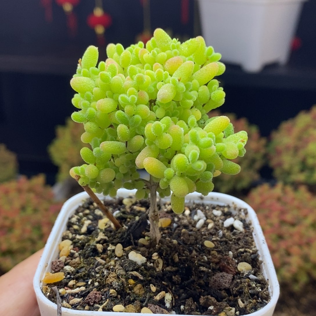 594号蜜橘糖球枝干（直杆）