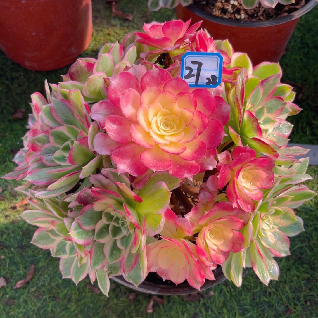 27海仙法师精品法师