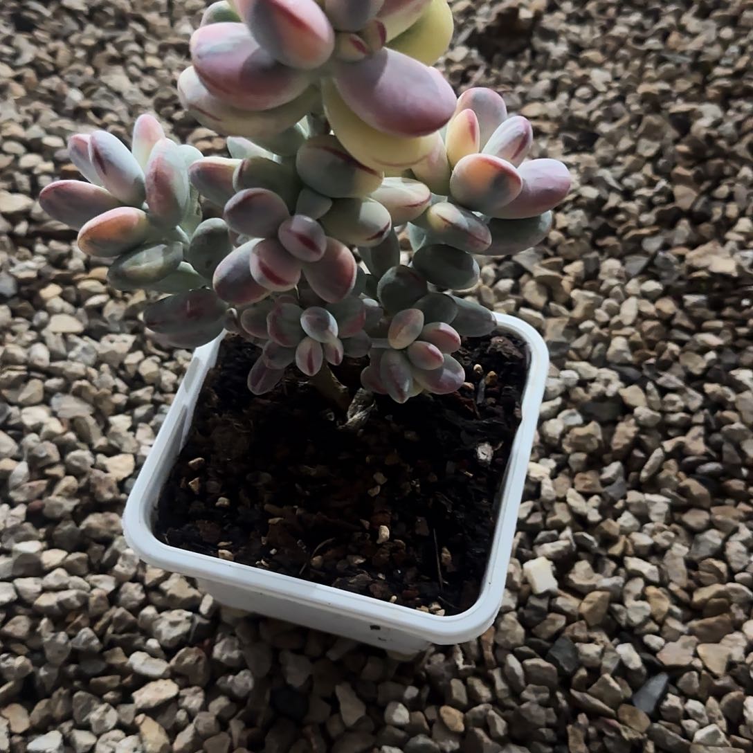 云*云云乒乓福娘锦多肉植物