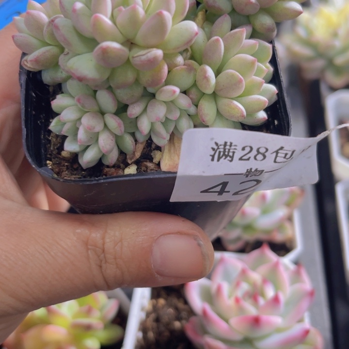 小红蛋锦多肉植物423多肉