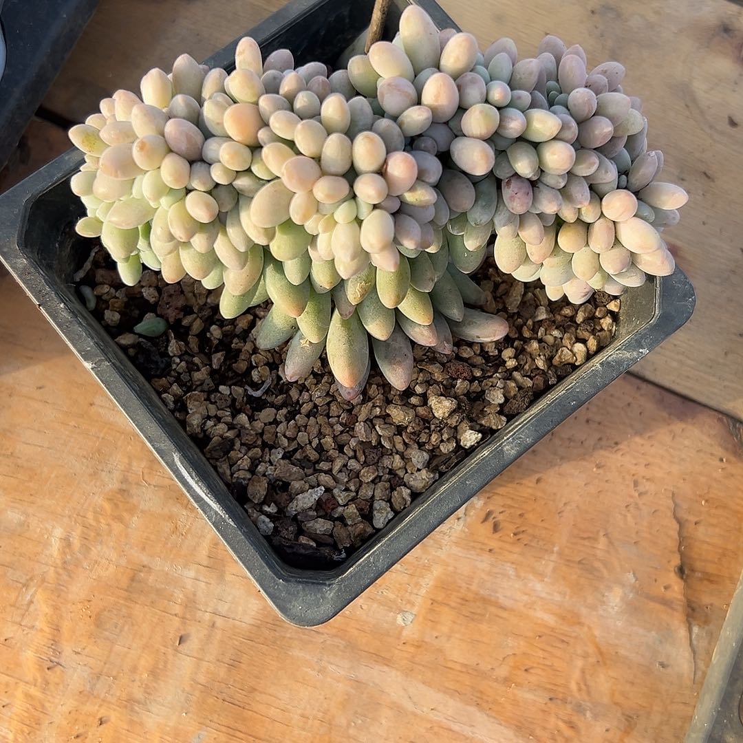 多肉植物汤圆缀化