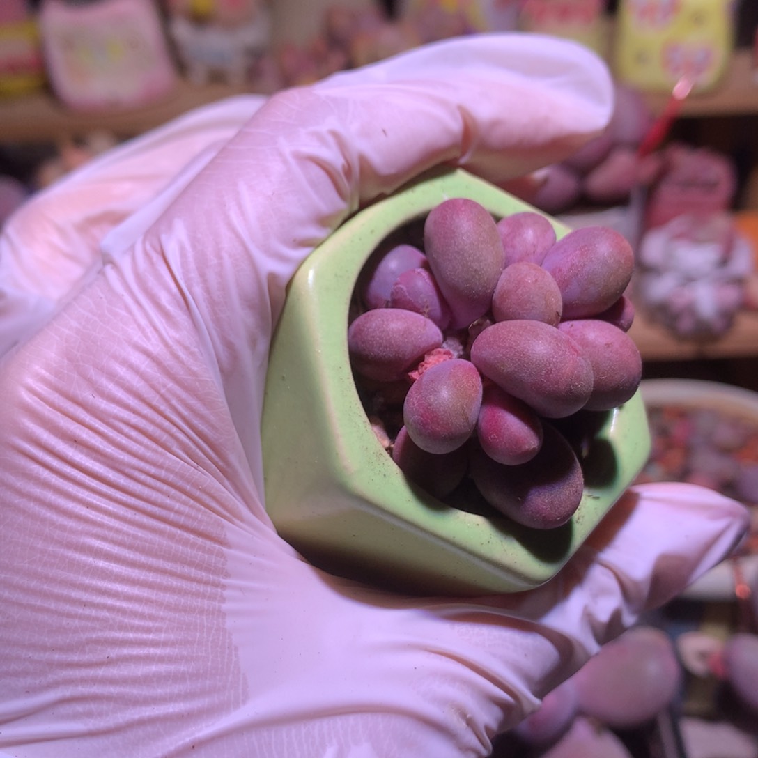 糖果奶酪多肉糖果秋