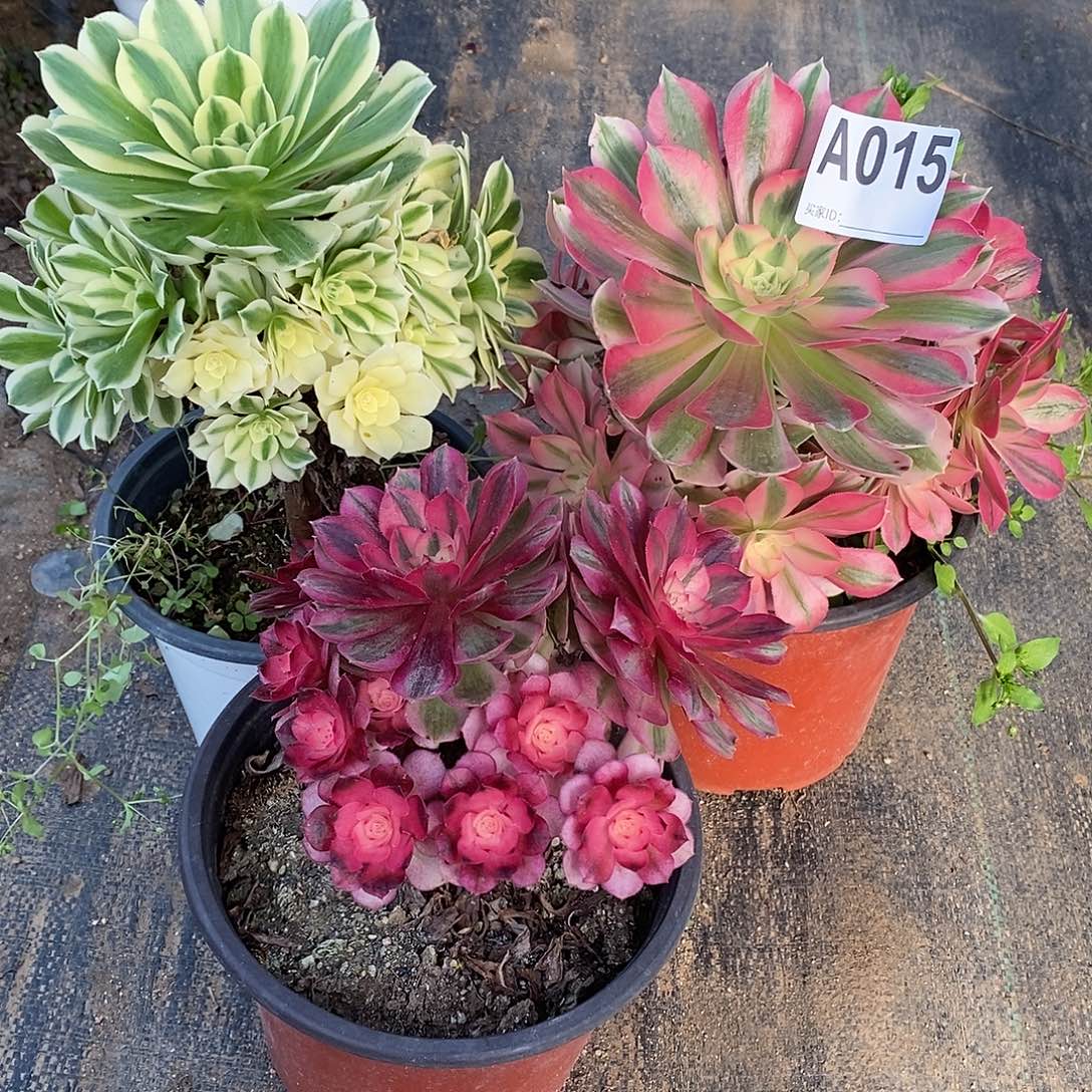 组合三颗多肉法师粉女巫015