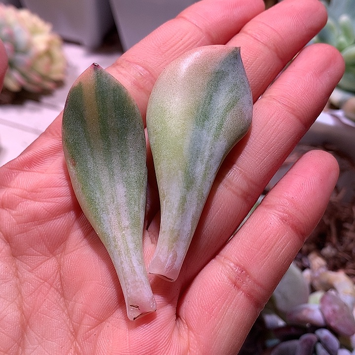 丘比特拉丝叶片两片