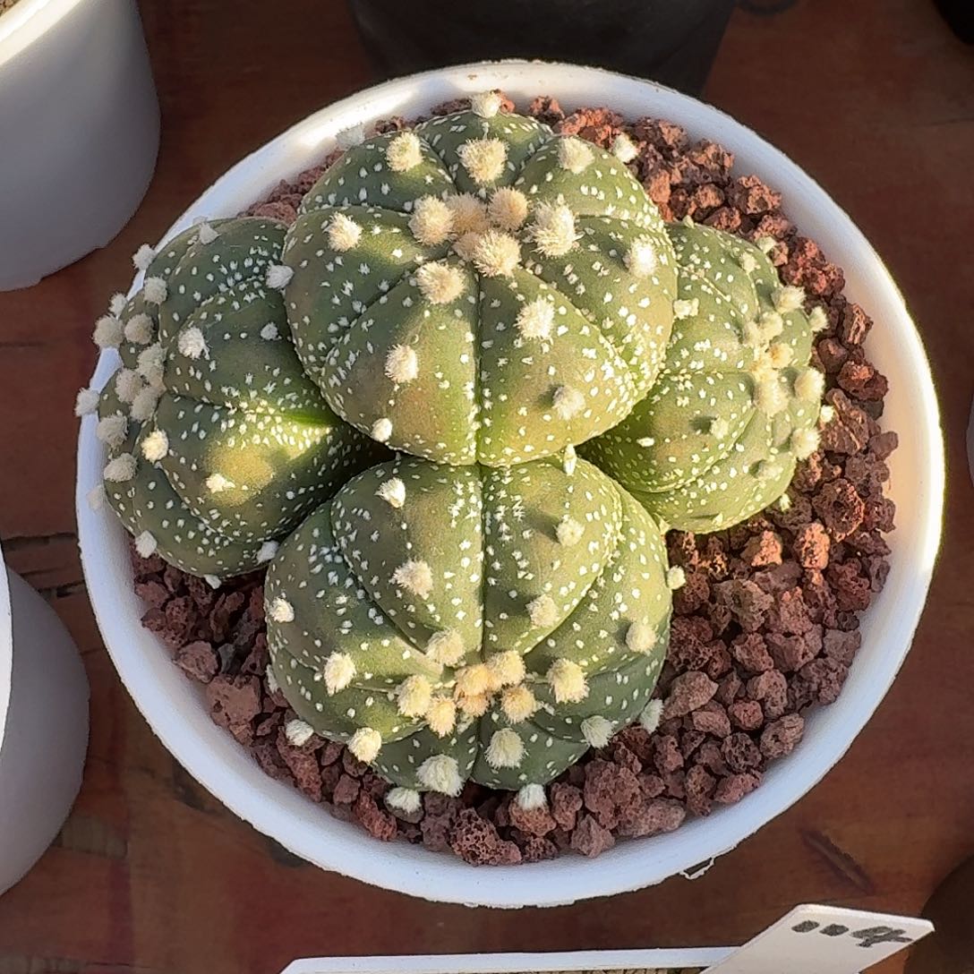 四头兜仙人球12345