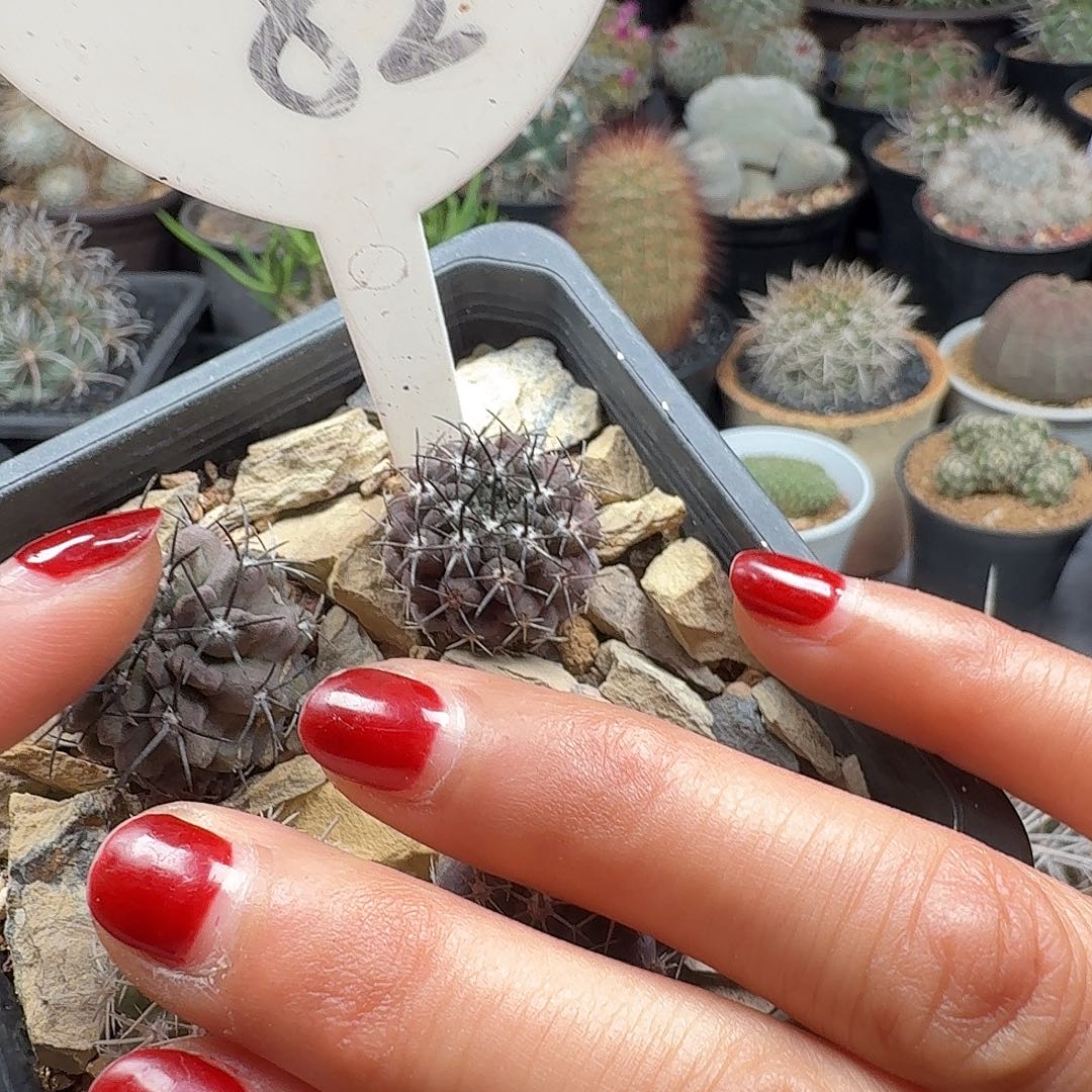 ****盆实生智利脱土发货