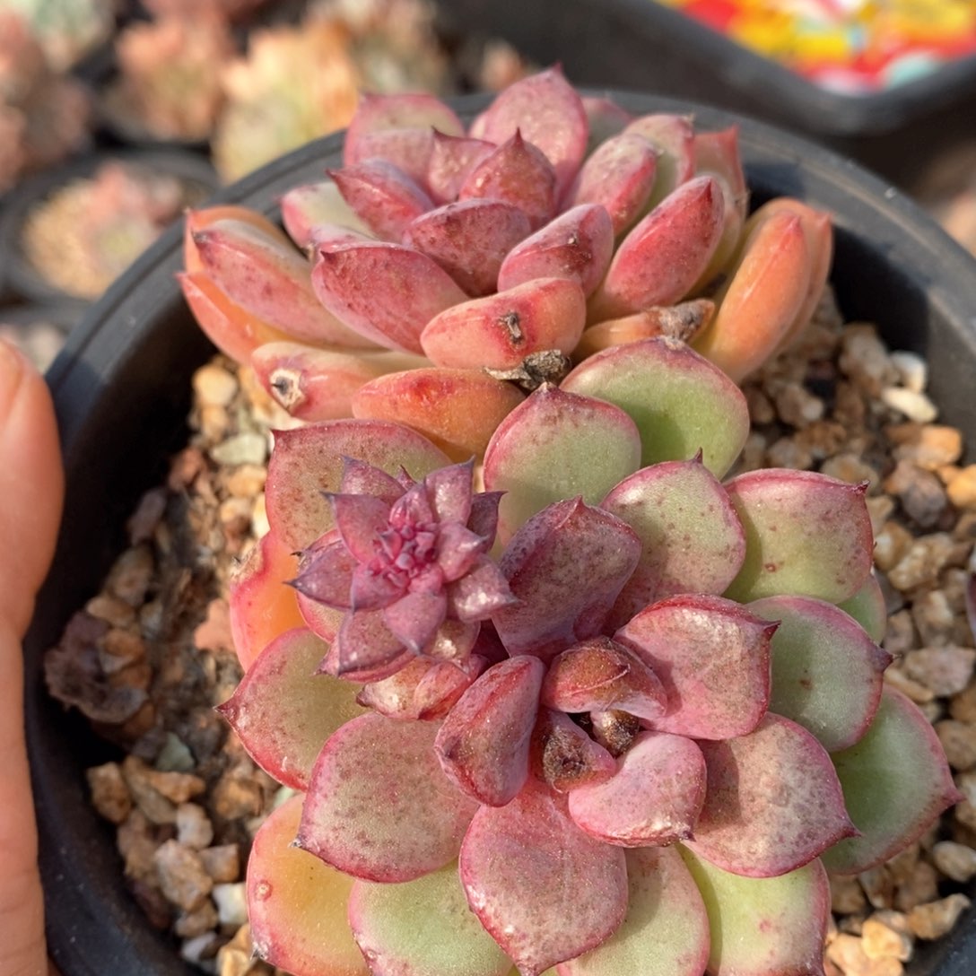 精品多肉一物一拍包整34