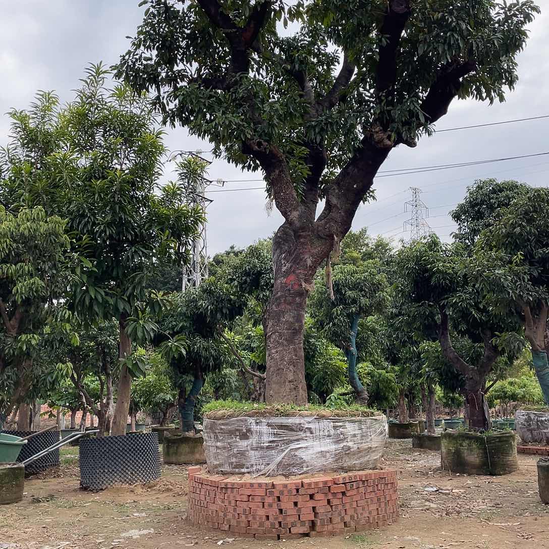 长***凫完全开放果树果树果树1111111111