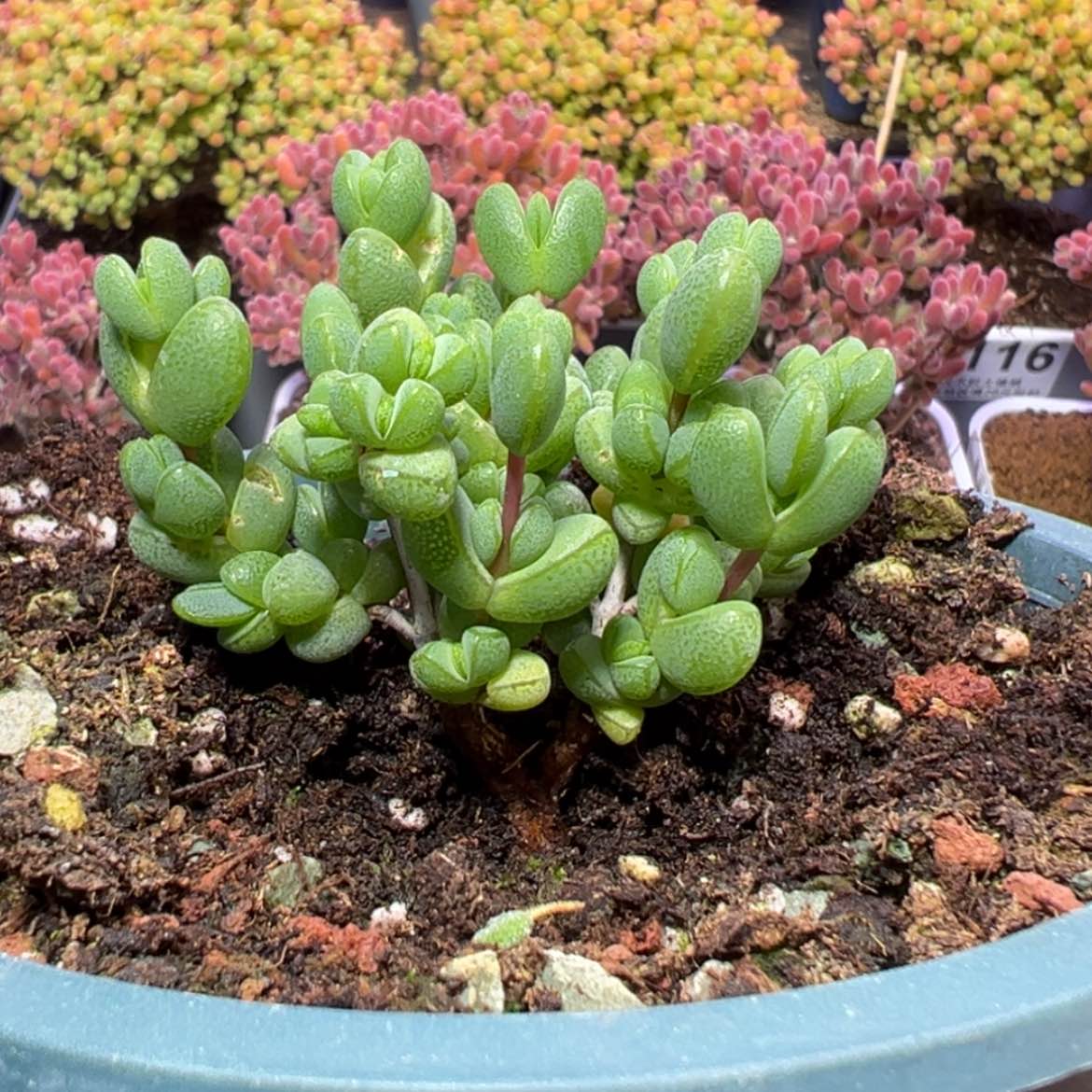 【闪购商品】e208粗腿老桩元宝枝干番杏