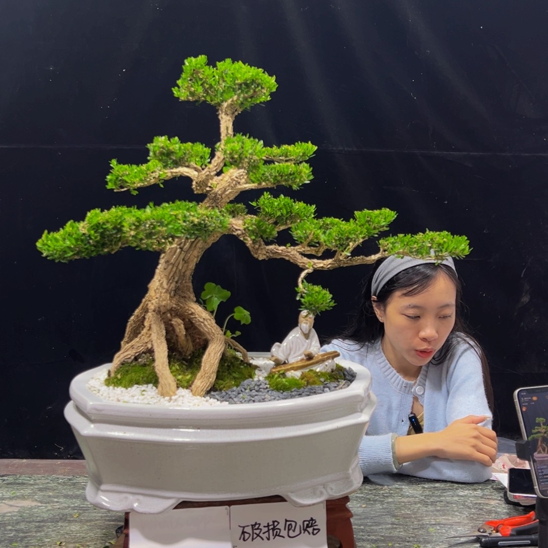 无花朵广东黄杨四季常青