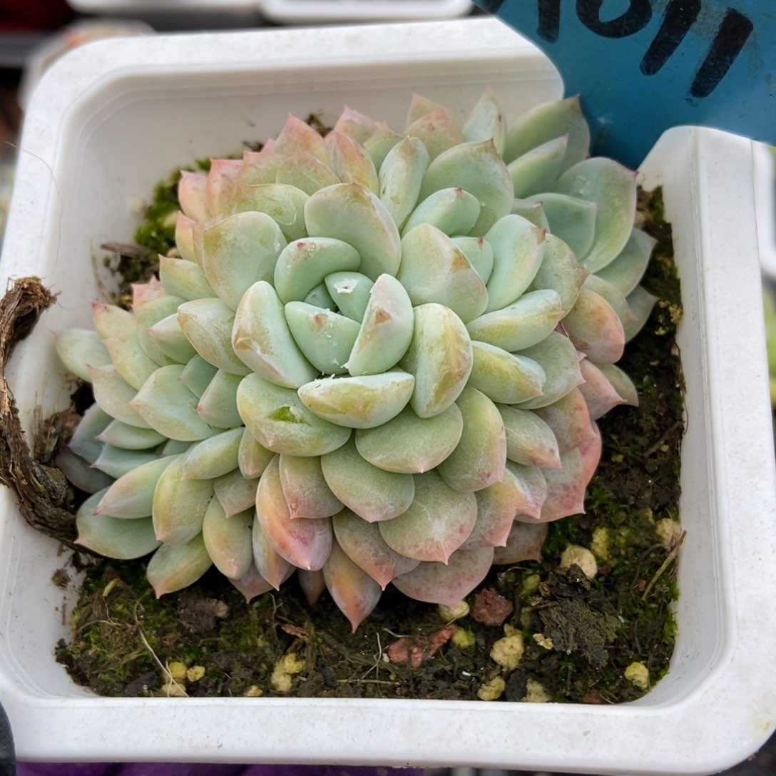 011冰魄朵朵多肉植物