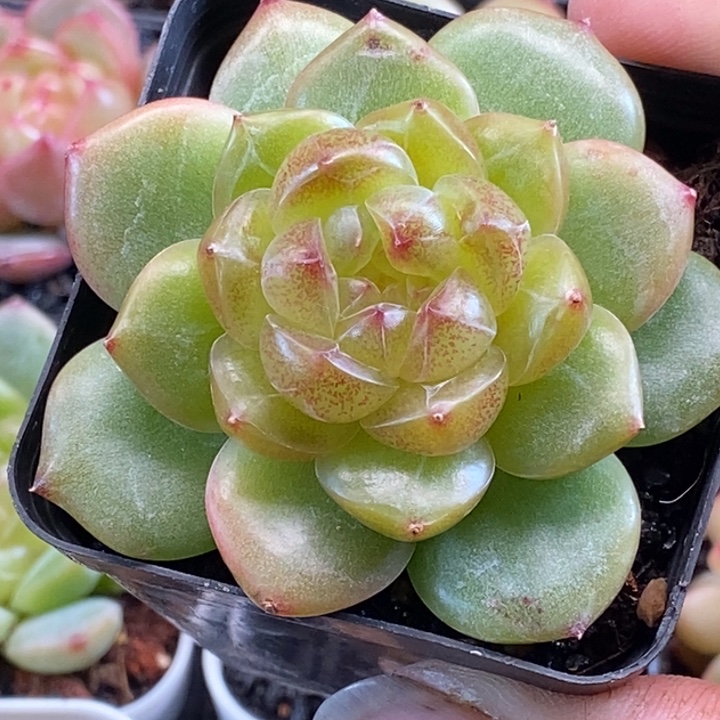 天官赐福百无禁忌