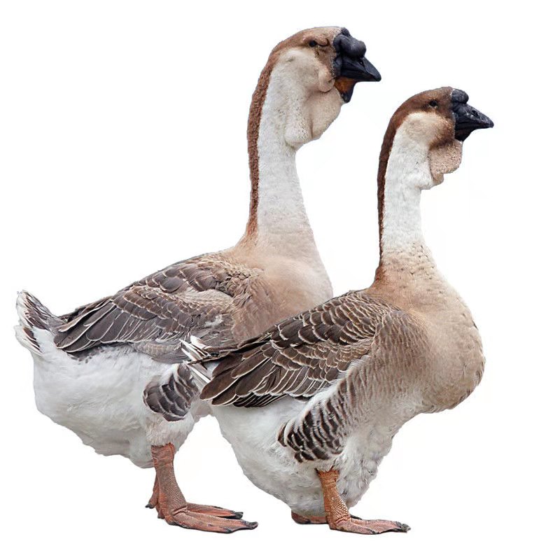 宠物大种灰鹅大头鹅纯种狮头鹅