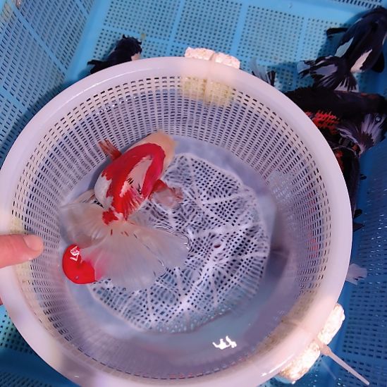 道***子金鱼145巨人百褶泰狮一条特价顺丰包邮