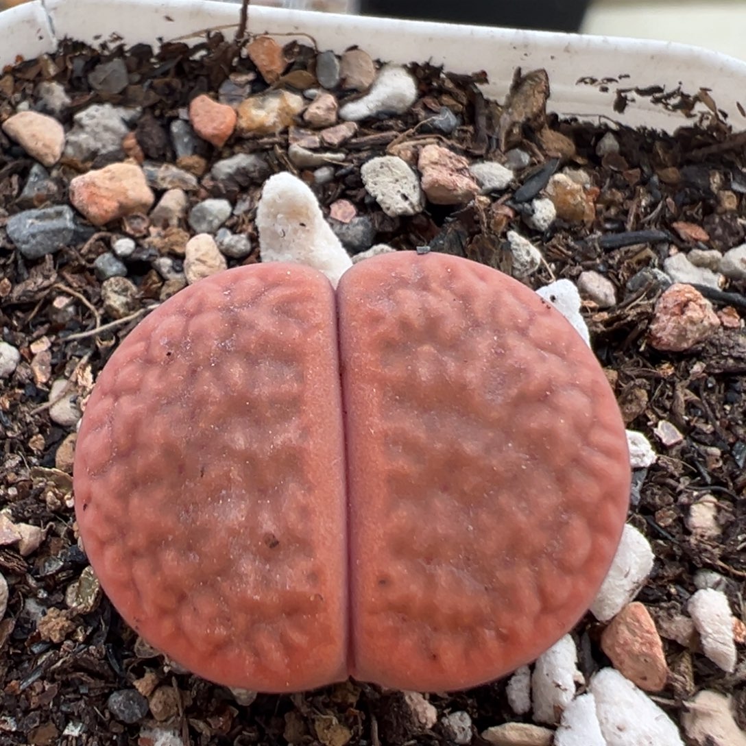 85多肉植物百科植物