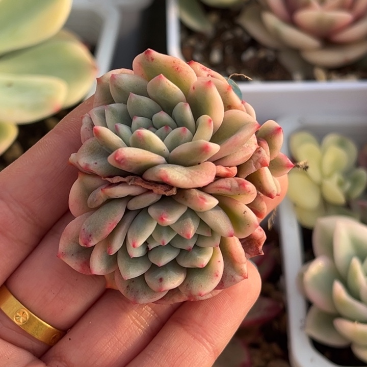 爱丽儿锦缀化一颗价格