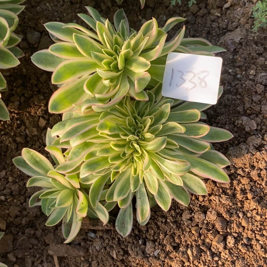 1338青莲多肉植物