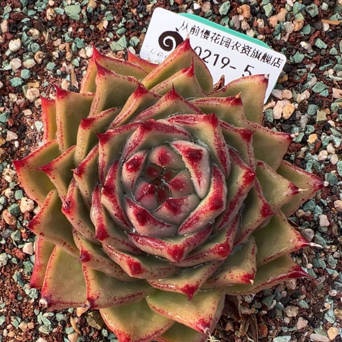 从前慢多肉精选编号0219.5