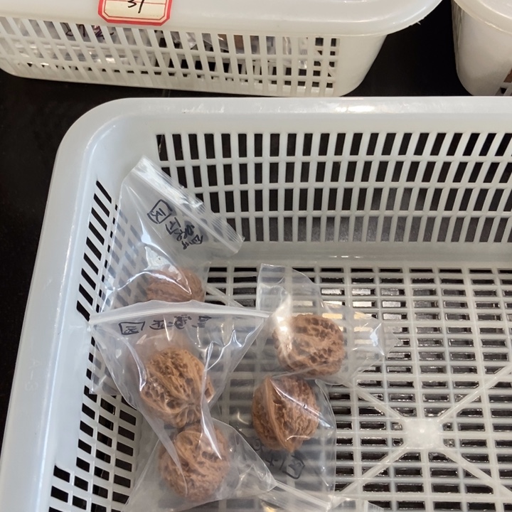 吊坠文玩核桃皇家正圆