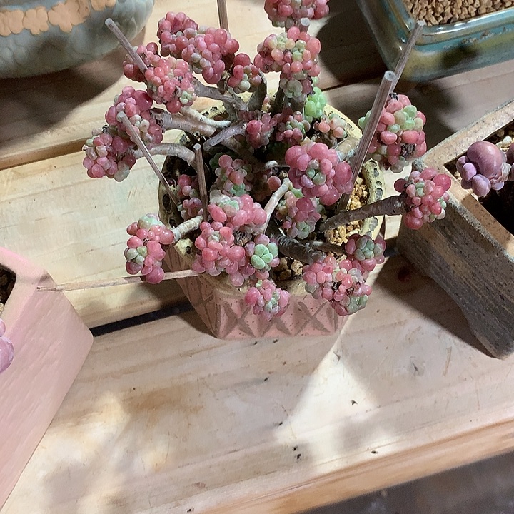 叫大姐大姐叫大姐你大牛大姐大弟弟呢