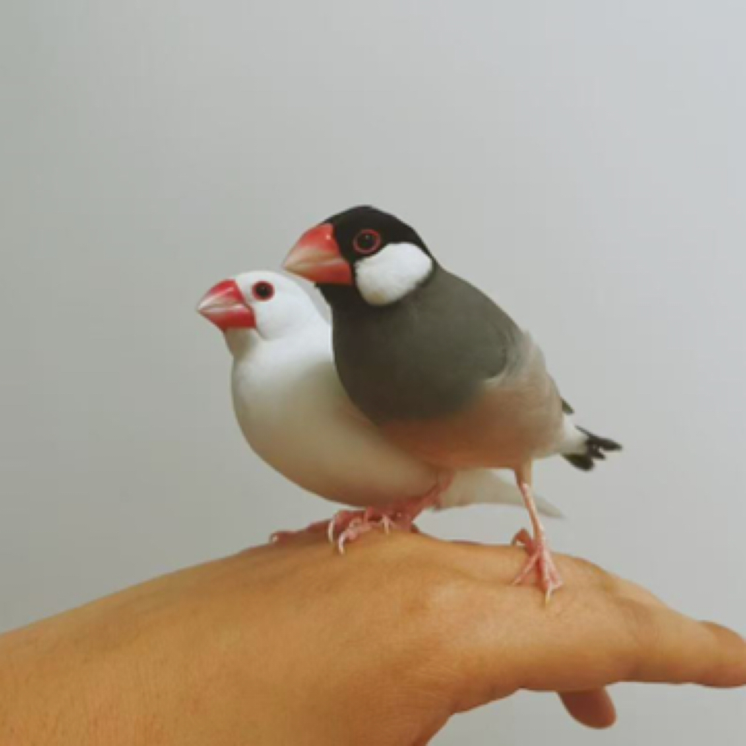 笼养灰文一对观赏鸟可爱鸟粘人鸟可锻炼手养鸟亲人