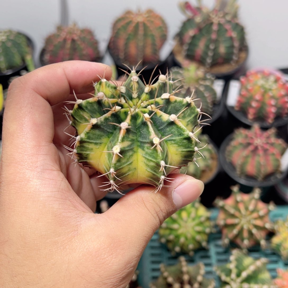 9泰系全品——脱土发货