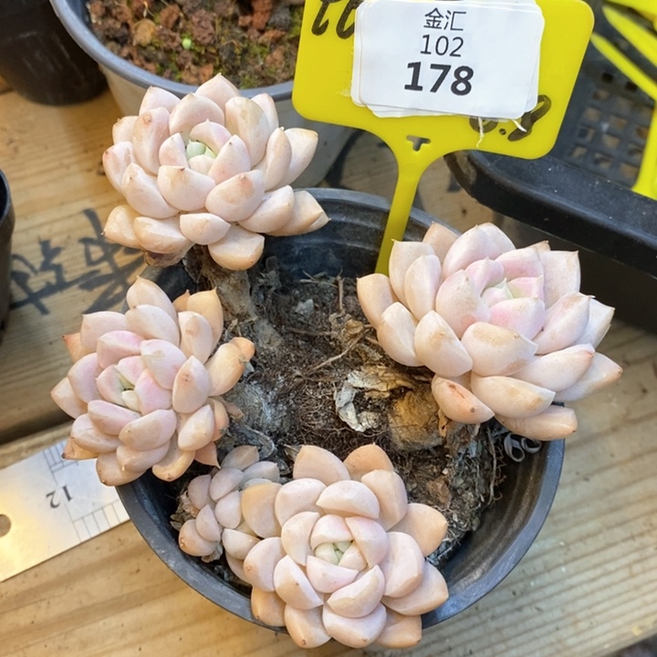 福利不包整。102178