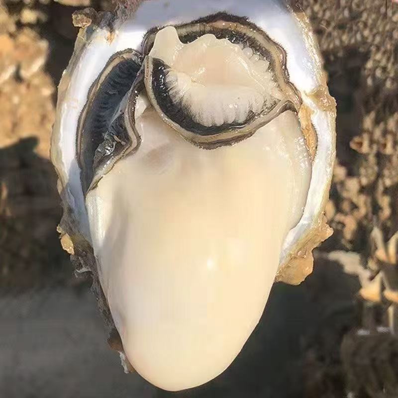 【买三斤送两斤带箱5斤】正宗乳山鲜活生蚝包鲜包活发货当天捕捞