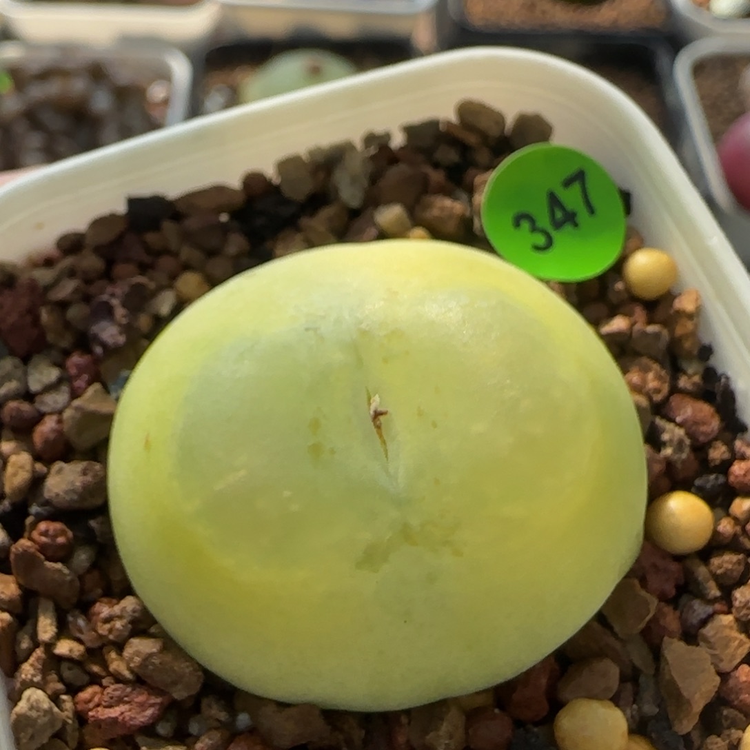 拉登3.2+瑕点多肉植物347