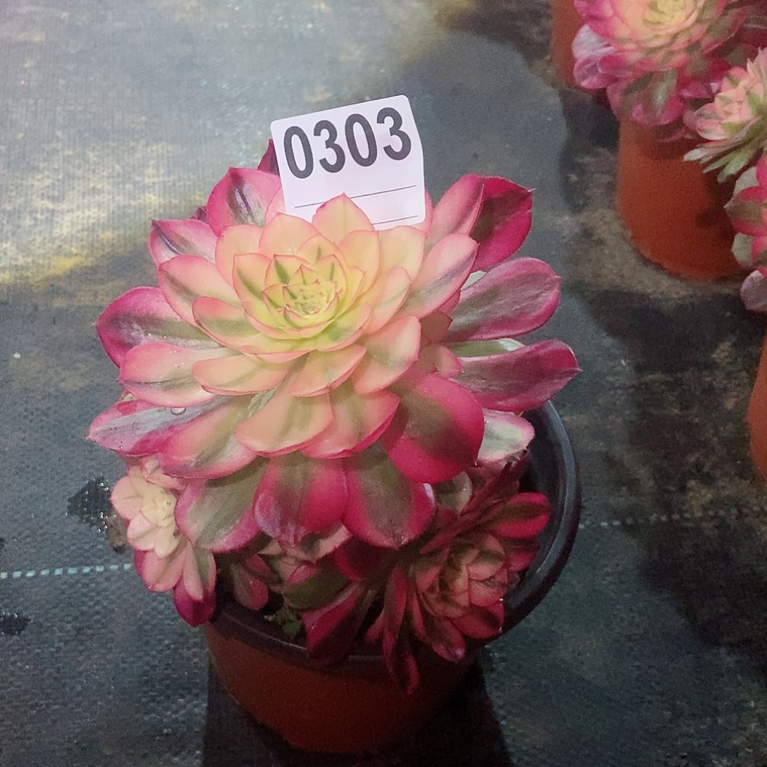 红陶0303荔枝3冠服14.5