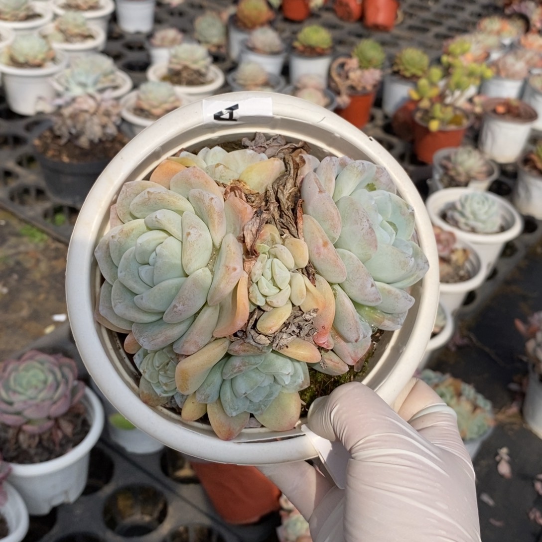 533冰玉多头一物一拍