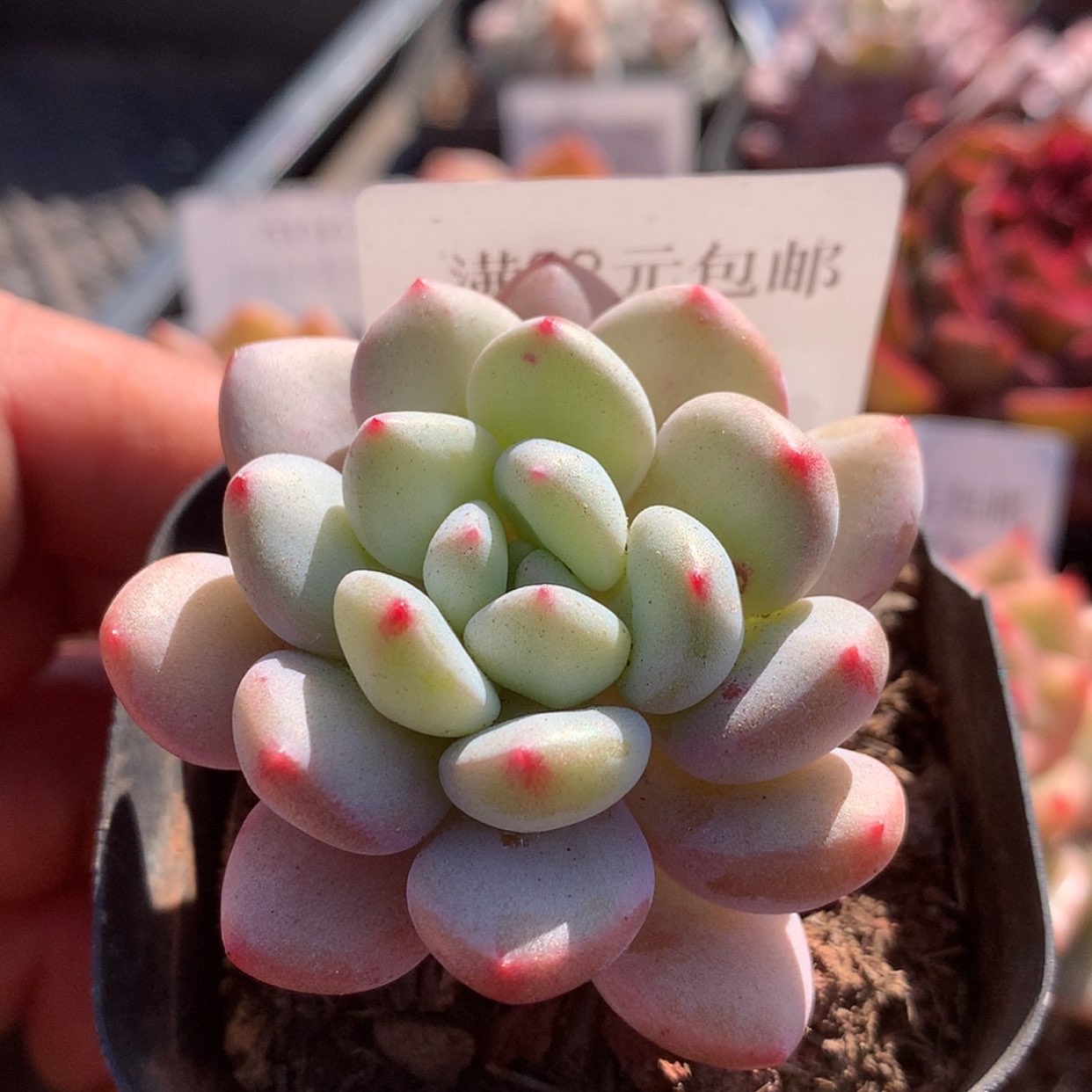 【闪购商品】云519号奶豆4厘米