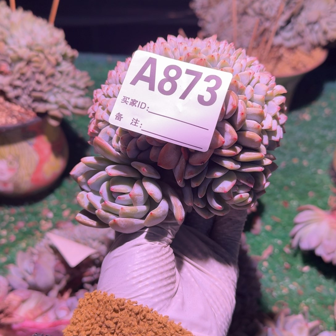 鸡腿桩小树呀呀呀呀